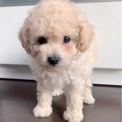 (終了)タイニーサイズのトイプードル男の子