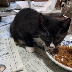 茶トラ兄妹は里親決まりました！あと2匹です。 - 鶴岡