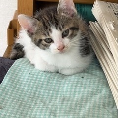 茶トラ兄妹は里親決まりました！あと2匹です。の画像
