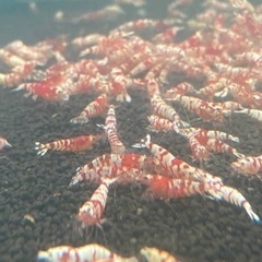レッドビーシュリンプやいろんな生き物の販売してます^_^の画像