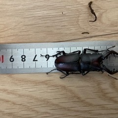 ノコギリクワガタ　オス　自然採取の画像