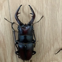ノコギリクワガタ　オス　自然採取