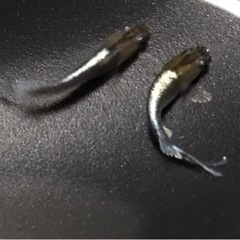 レッドクリフダークタイプめだか　⑨