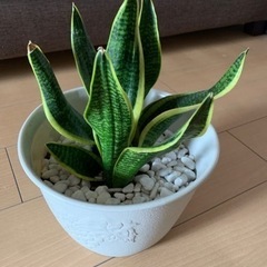 センセベリア