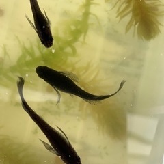 産卵中🐟サタンヒレ長の針子🐟　30匹＋αの画像