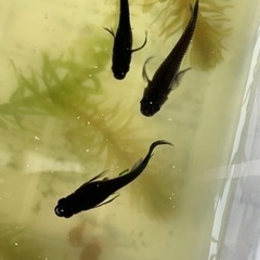 産卵中🐟サタンヒレ長の針子🐟　30匹＋αの画像