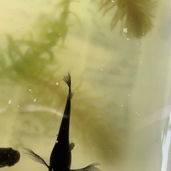 産卵中🐟サタンヒレ長の針子🐟　30匹＋αの画像