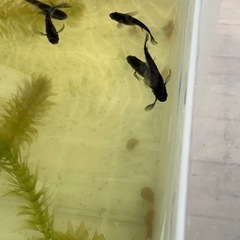 産卵中🐟サタンヒレ長の針子🐟　30匹＋αの画像