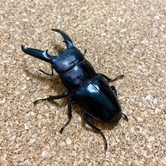 ③ツシマヒラタクワガタ　オス60㍉
