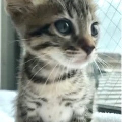 【終の住処決まりました🙇‍♀️】くりくりお目々のグレーキジ❤️1...