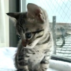 【終の住処決まりました🙇‍♀️】くりくりお目々のグレーキジ❤️1ヶ月の男の子 - 猫