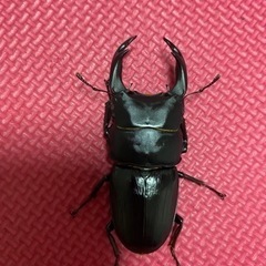 国産オオクワガタ(能勢SR)　新成虫　後食済みの画像