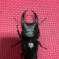 国産オオクワガタ(能勢YG)　新成虫の画像