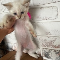 【里親決定！】シャム系の子猫　約２ヶ月　女の子　ブルーアイ