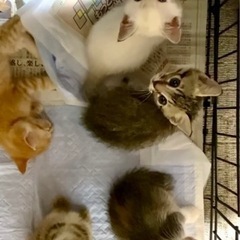 【終の住処決まりました🙇‍♀️】くりくりお目々のグレーキジ❤️1ヶ月の男の子 - 里親募集