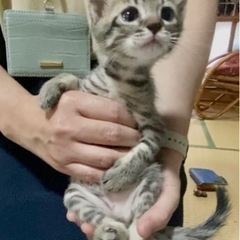 【終の住処決まりました🙇‍♀️】くりくりお目々のグレーキジ❤️1ヶ月の男の子 − 福岡県