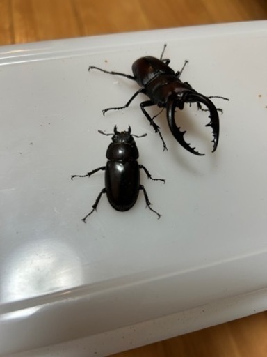 ノコギリクワガタ　ホペイ　メタリフェル　受け渡し予定者決まりました！