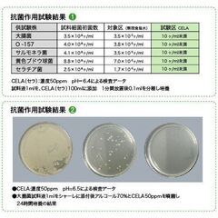 ■毎週製造・手渡し価格■安全・安心の消臭・除菌・ウィルス対策／弱酸性次亜塩素酸水『CELAセラ』4L×2本＋おまけ付／pH6.5・濃度60ppm■の画像