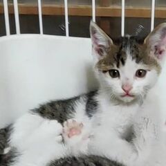 女の子ように大人しくて気弱な男の子！