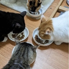 訳あり　扇島の可愛い猫 - 里親募集