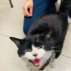 訳あり　扇島の可愛い猫