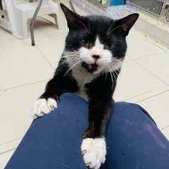 訳あり　扇島の可愛い猫 - 藤沢市