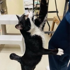 訳あり　扇島の可愛い猫 - 猫