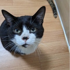 訳あり　扇島の可愛い猫 − 神奈川県