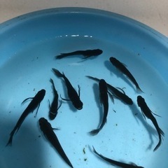 ブラックダイヤヒレ長針子20匹1000円