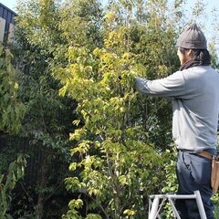 庭木や庭は剪定の技術力で大きく変わります。花を毎年咲かせたいかたも庭を綺麗に美しくしたいかたも。 - 剪定/造園