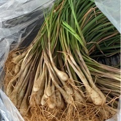 島らっきょう500g!!値引きしました！