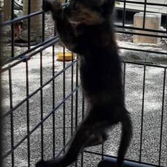 サビ猫の赤ちゃん　里親募集 - 名護市