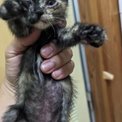 サビ猫の赤ちゃん　里親募集の画像