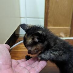 サビ猫の赤ちゃん　里親募集 - 猫