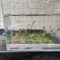 幹之メダカ幼魚 5匹