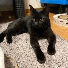 7/16 大和市譲渡会参加　6歳の黒猫クロスケ♪