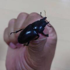 国産ノコギリクワガタ成虫♂♀ペア (大阪産)の画像