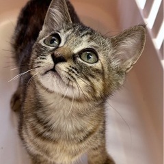 足が短い子猫ちゃん【9/10譲渡会！】の画像