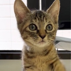 足が短い子猫ちゃん【9/10譲渡会！】 - 猫