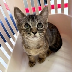 足が短い子猫ちゃん【9/10譲渡会！】 - 福岡市