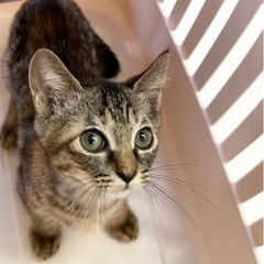 足が短い子猫ちゃん【9/10譲渡会！】 − 福岡県