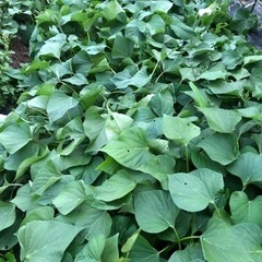 芋づる　20本　50円