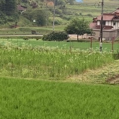 草刈りでストレス解消しませんか？