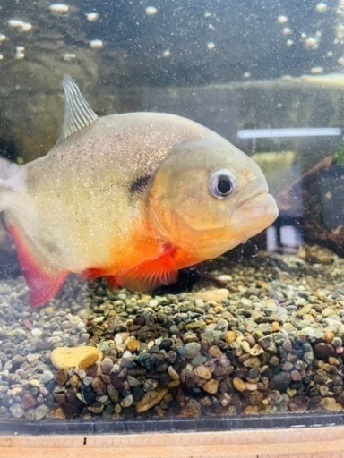 ピラニア　ナッテリー　(ワイルド) 15cm前後　ブラジル産