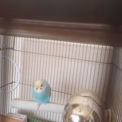 レインボー色のセキセイインコを探してます！