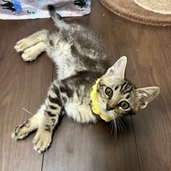 【里親様決まりました🌟】アメショ柄の男の子🐱