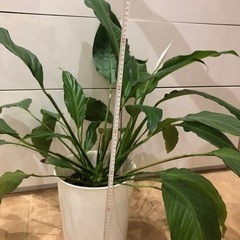 観葉植物　スパティフィラムの画像