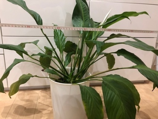 観葉植物　スパティフィラム