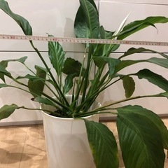 観葉植物　スパティフィラムの画像