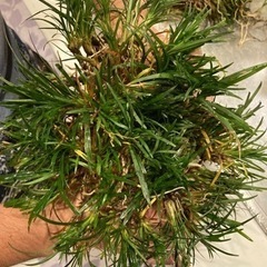 タマリュウ　100株600円